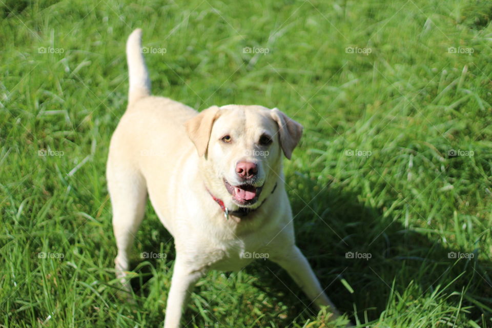 Portrait of a white dog standing on the grassy field