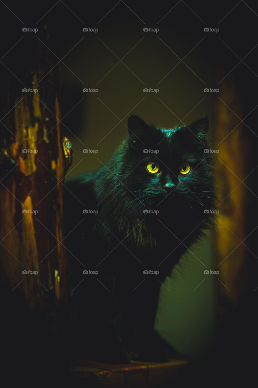 Friday the 13th stare from my favorite black cat.