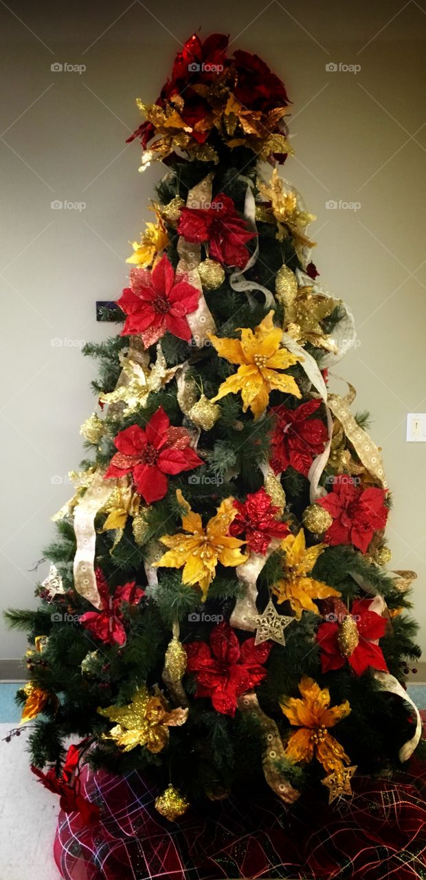 Poinsettia tree