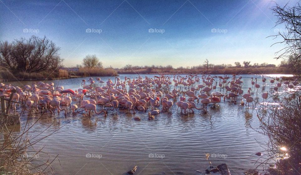 Flamingos