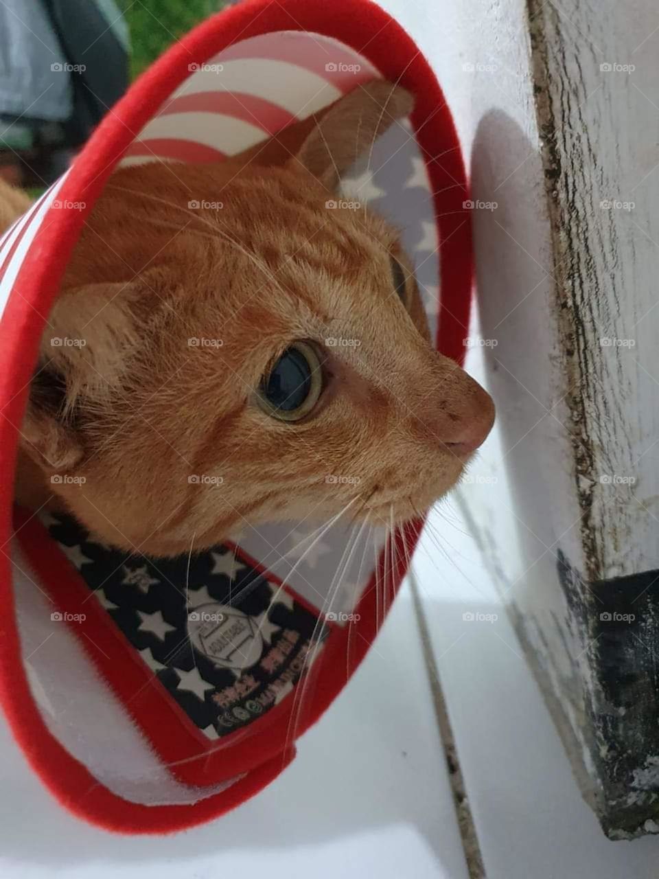 Editors' choice : Photo of the week