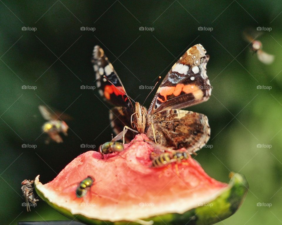 Red admiral