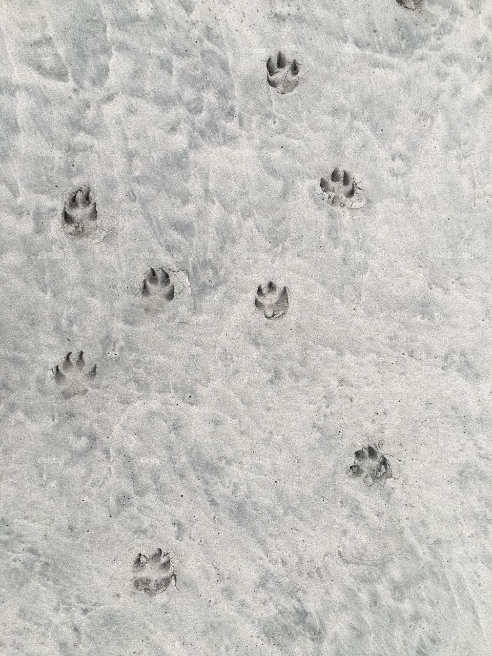 Footprint, No Person, Snow, Texture, Winter