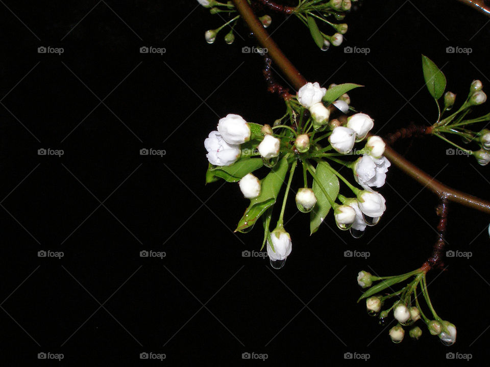Low angle view of tree branch