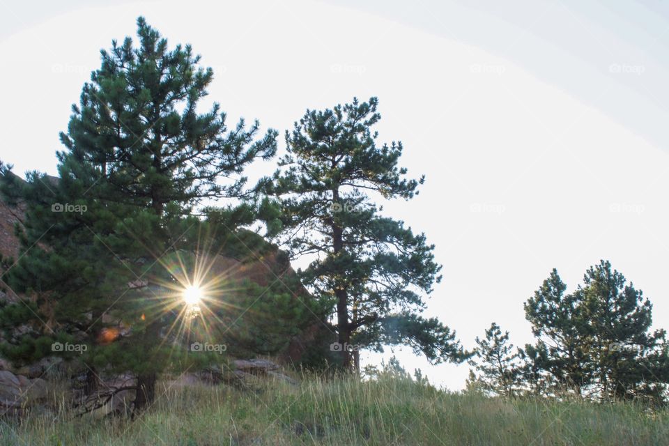 View of sunlight on tree in the forest