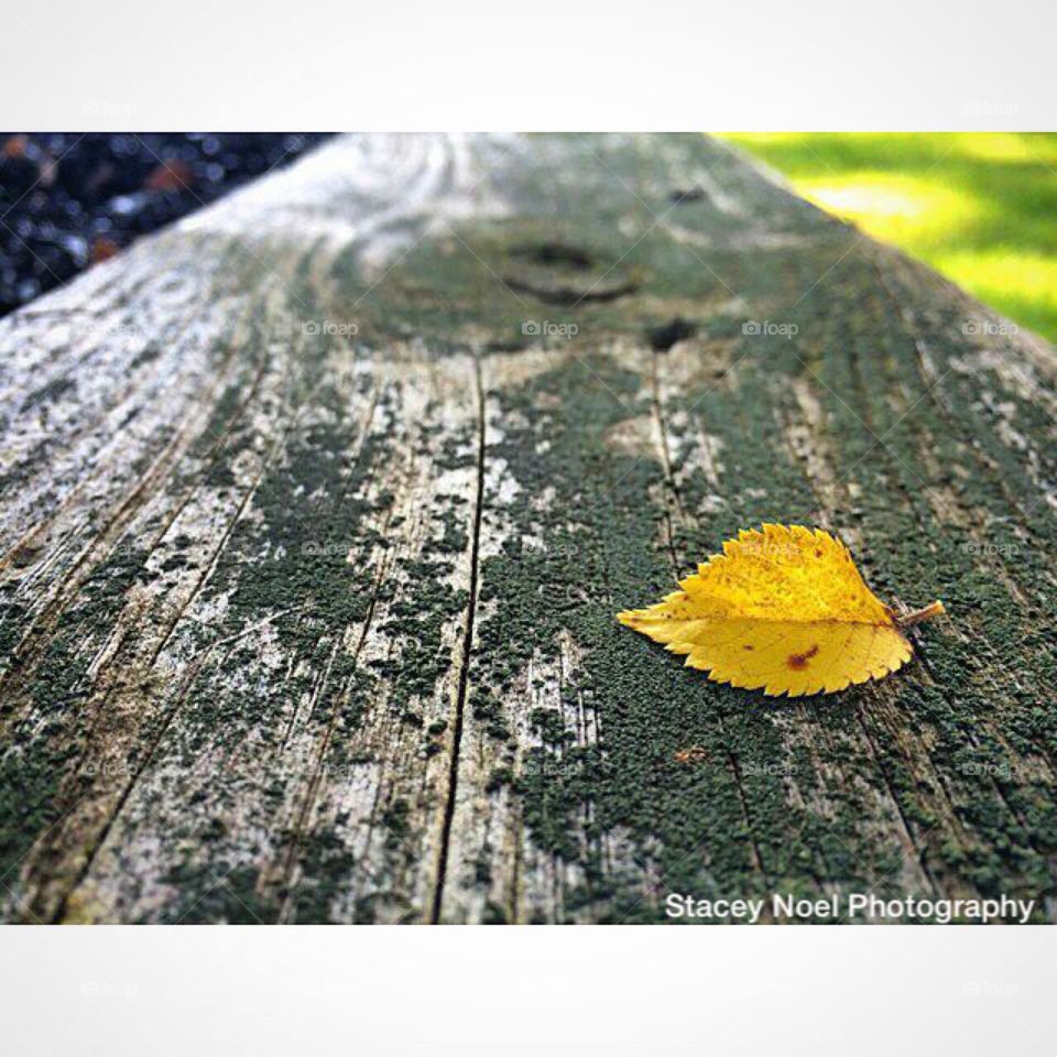 Yellow Leaf