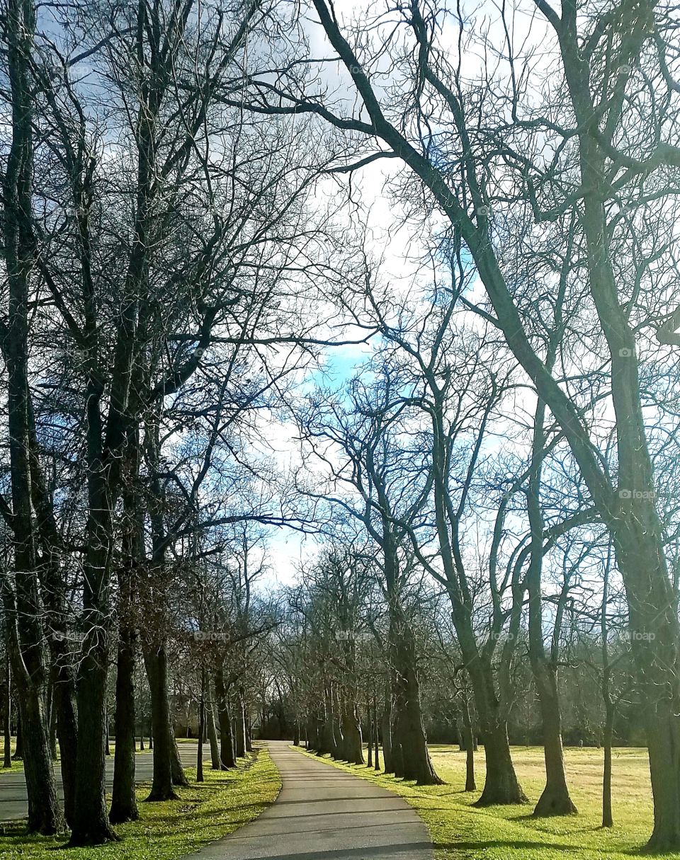 tree lined lane