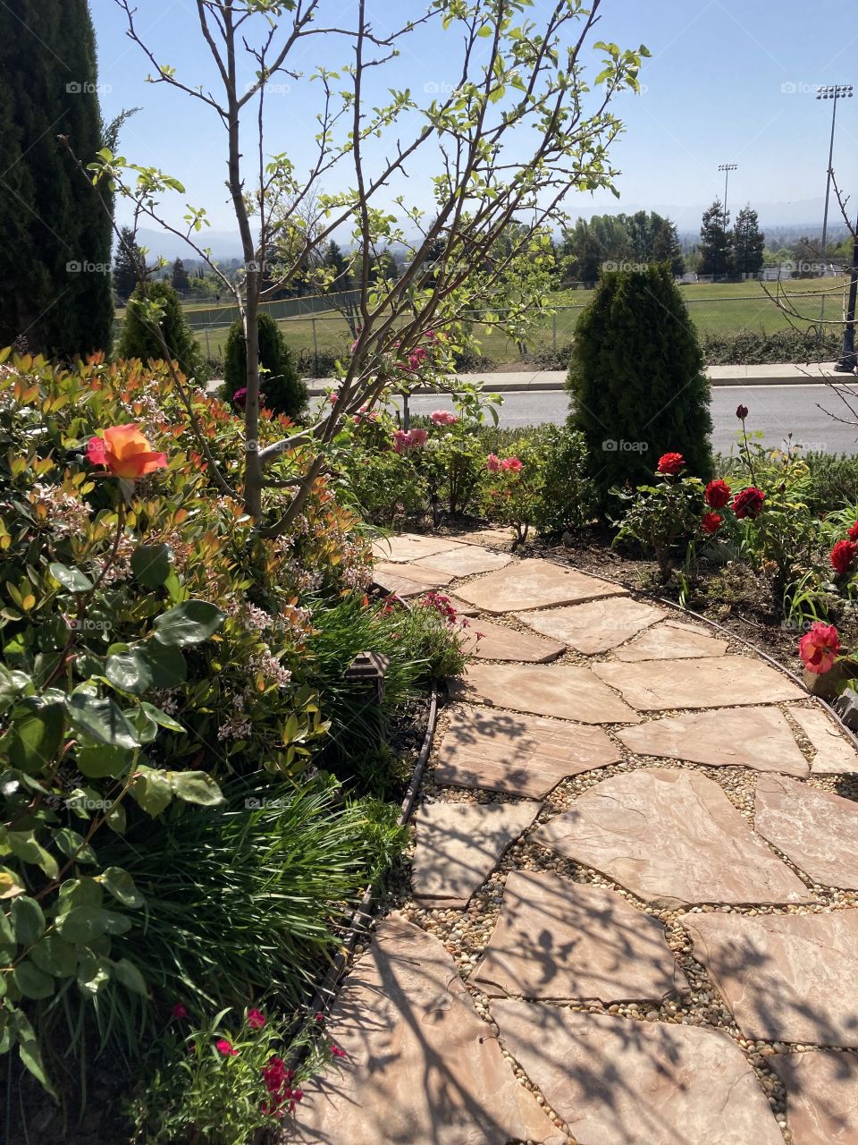 Flagstone path through summer garden 