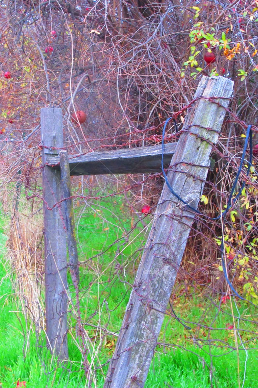 Old fence posts