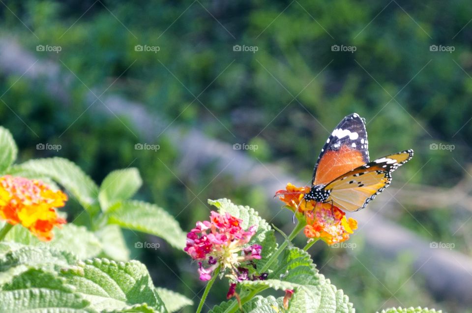 Orange Butterfly on a Pink Flower 