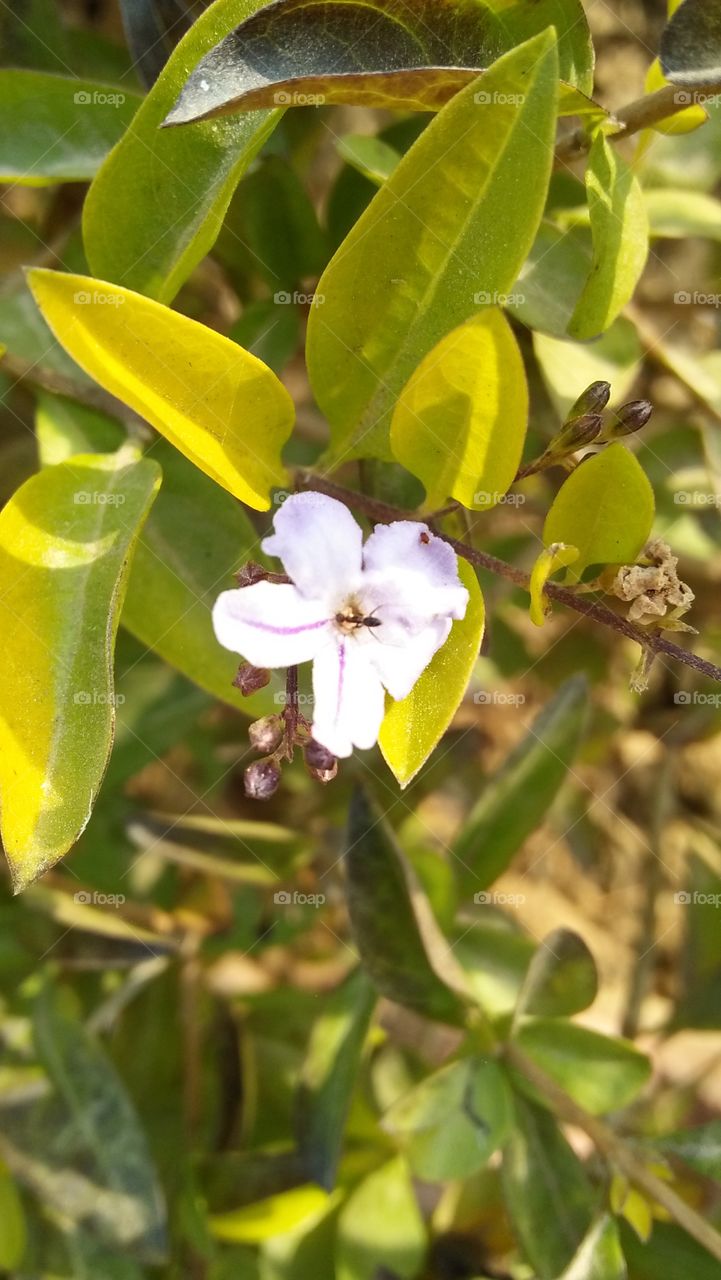 flower with ant