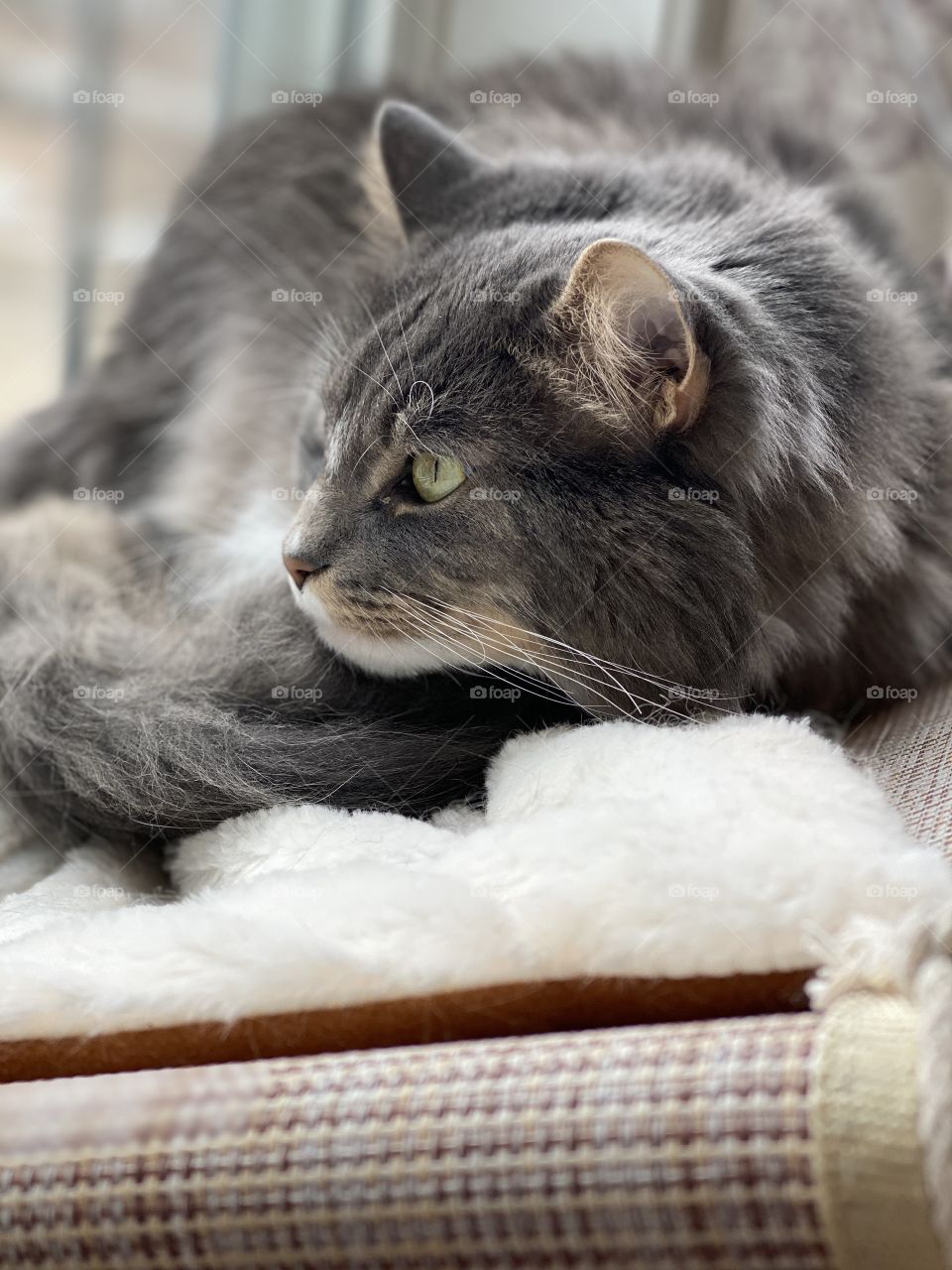 A kitty looking out the window 
