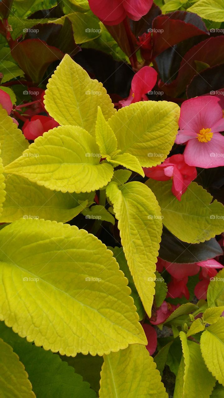 Leaf, Nature, Flora, Flower, Garden