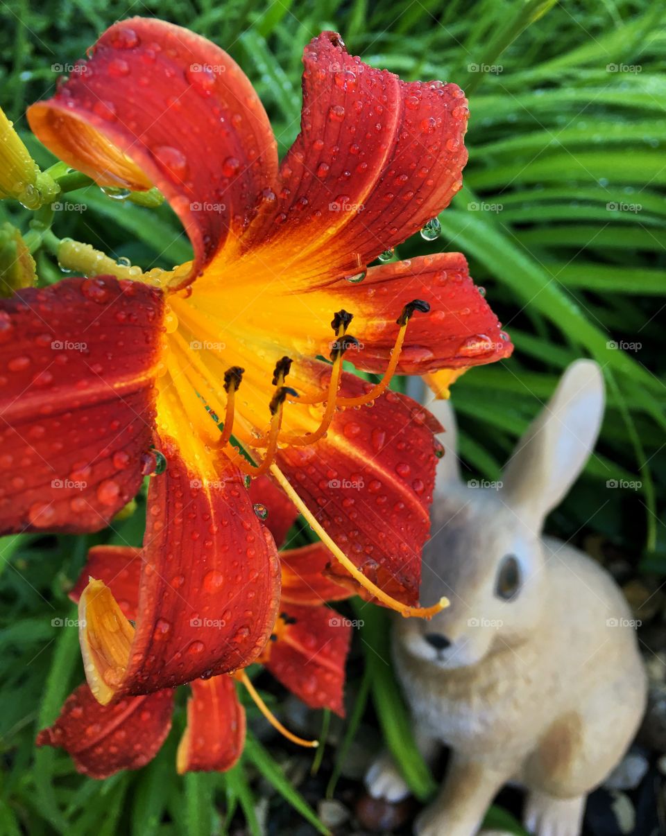 Water drop on red flower