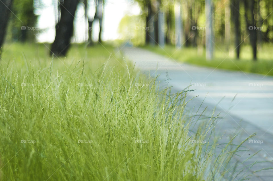 Grass, Nature, Landscape, Environment, Summer