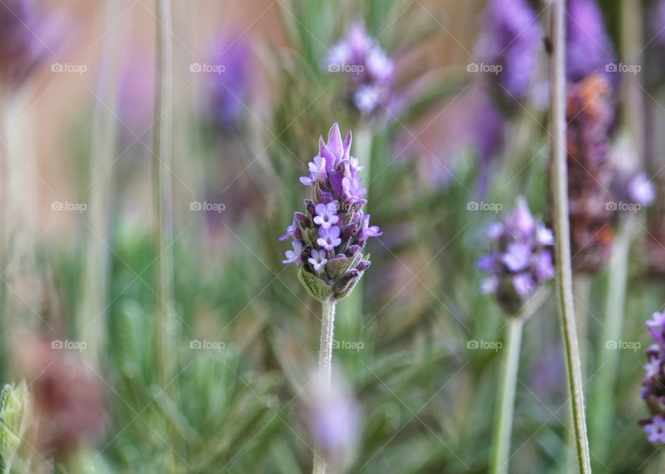 Beautiful flowers in my garden