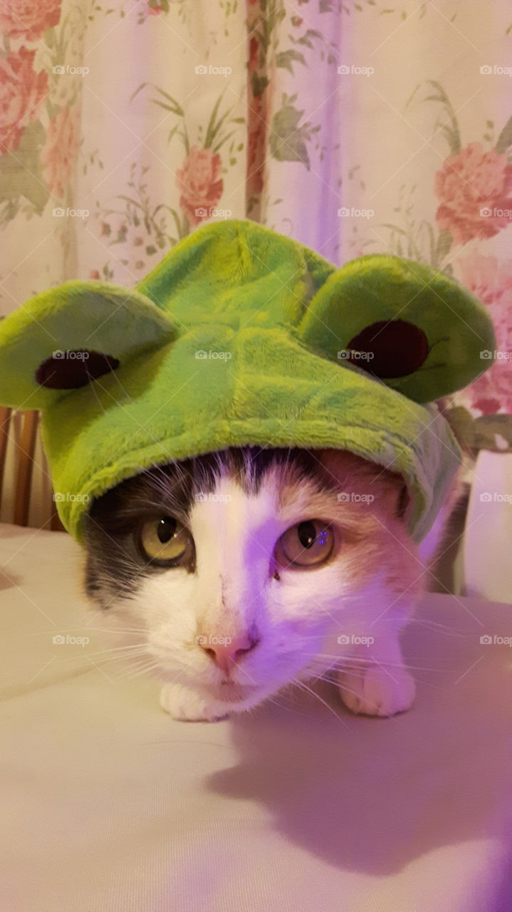 do I look silly wearing my frog hat