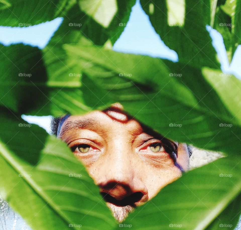 Eyes looking through the  leaves of nature