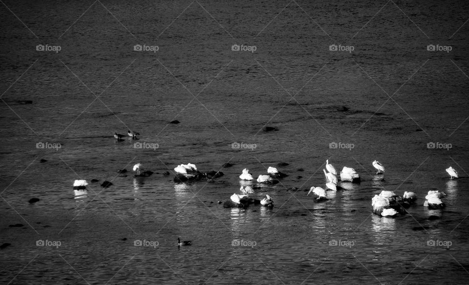 Pelicans black and white photo