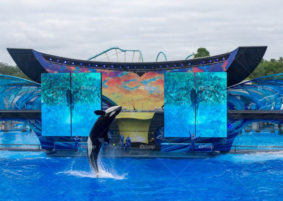 Dolphin jump. Dolphin show at sea world.  