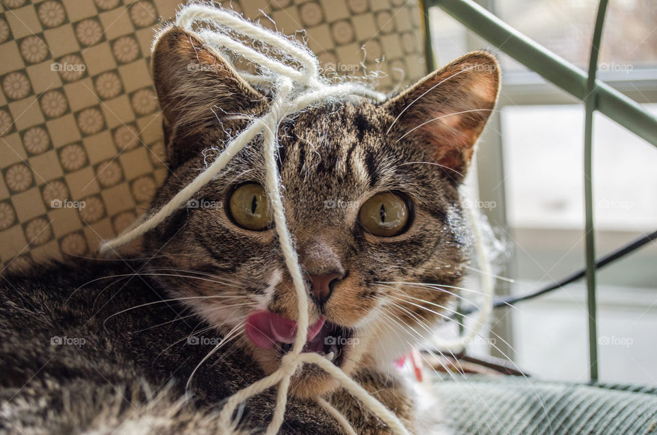 Kitty and yarn!
