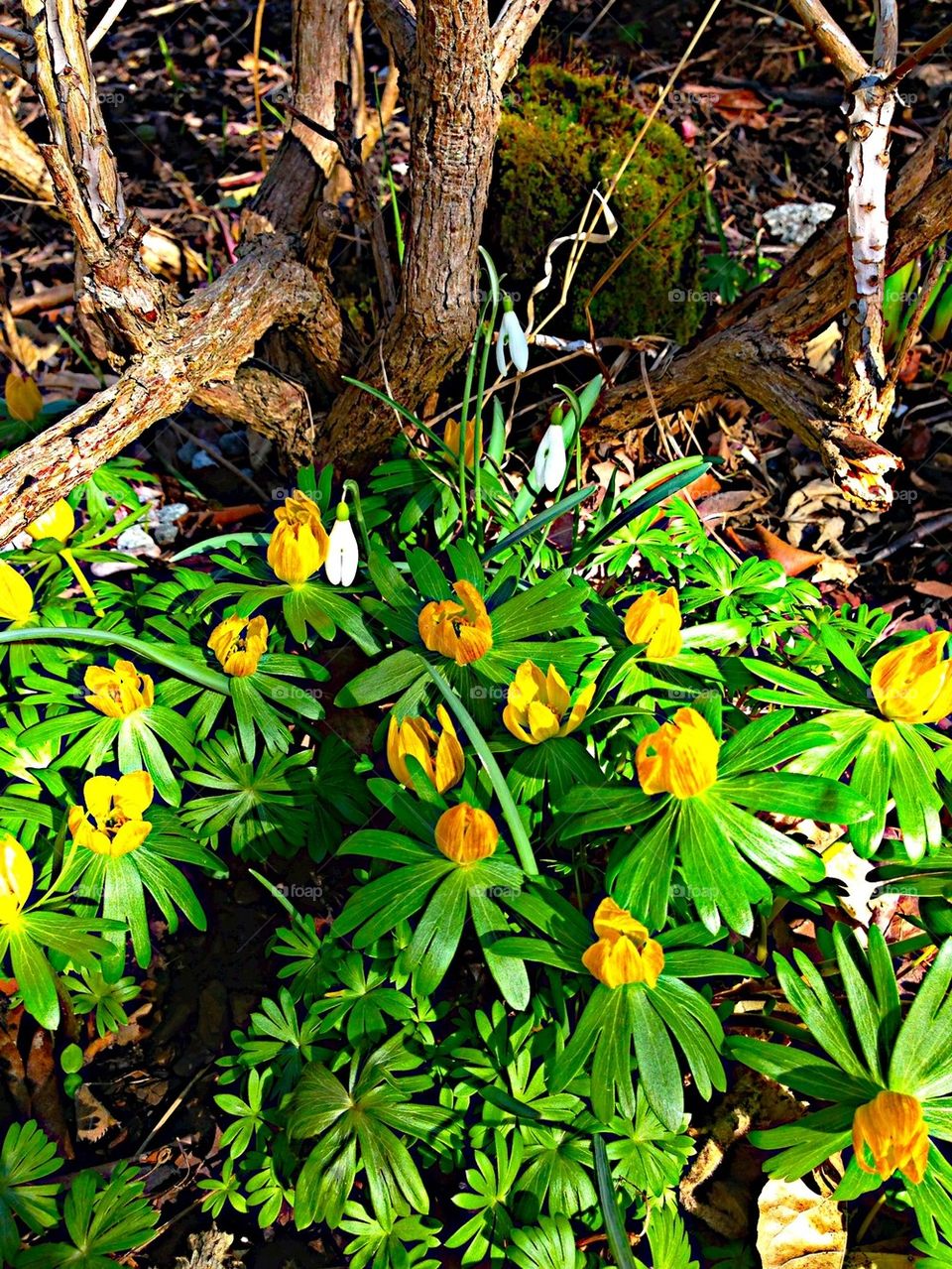 Lovely Spring Flowers!