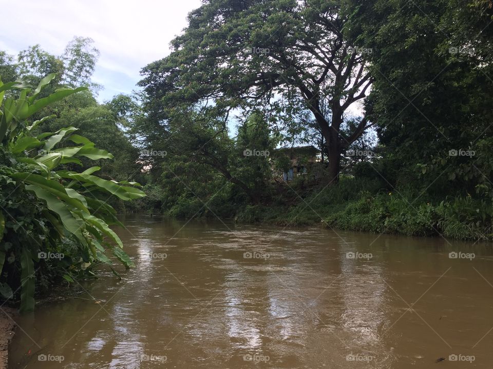 Water, Tree, Landscape, River, Nature