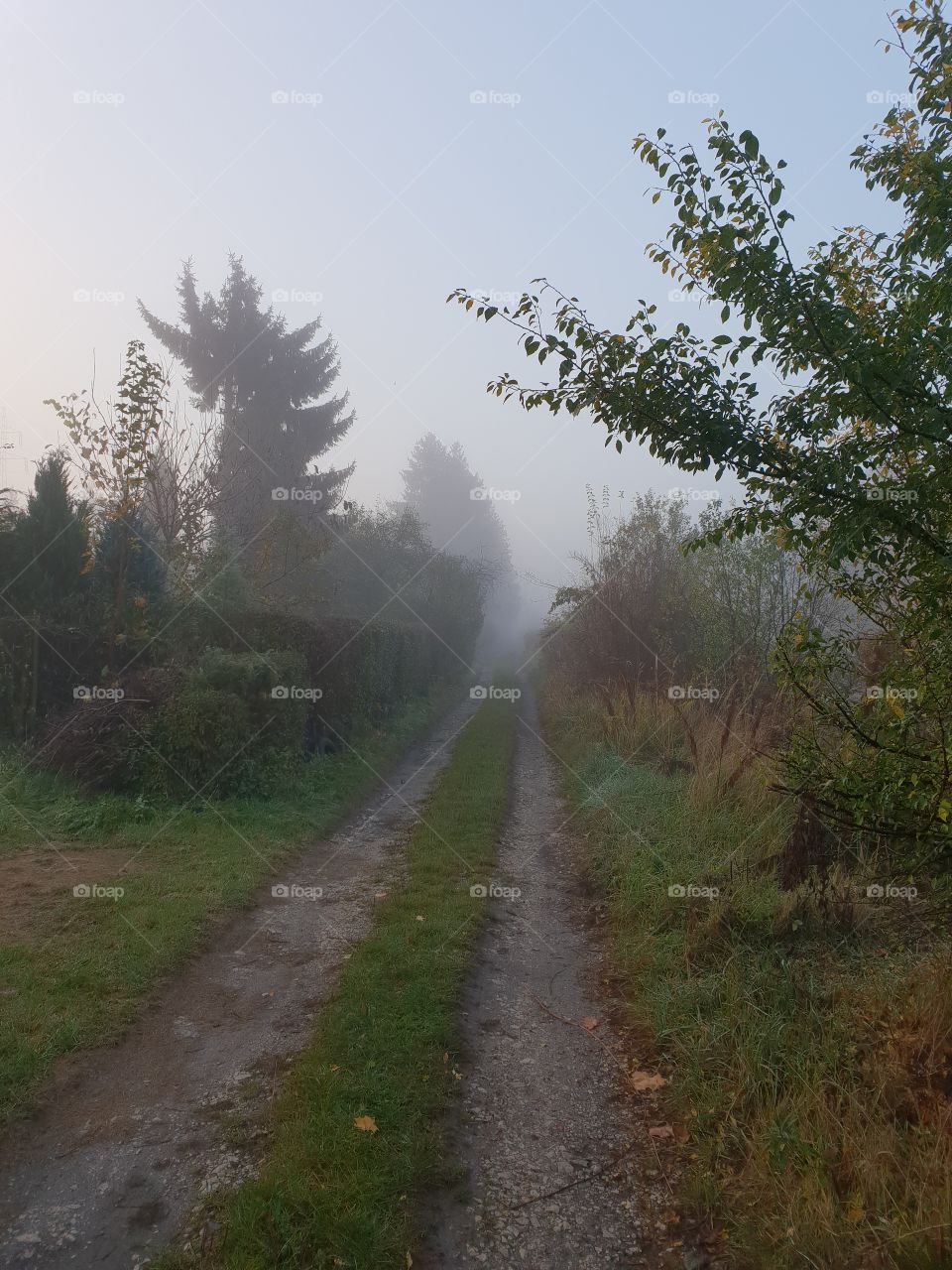 droga we mgłę