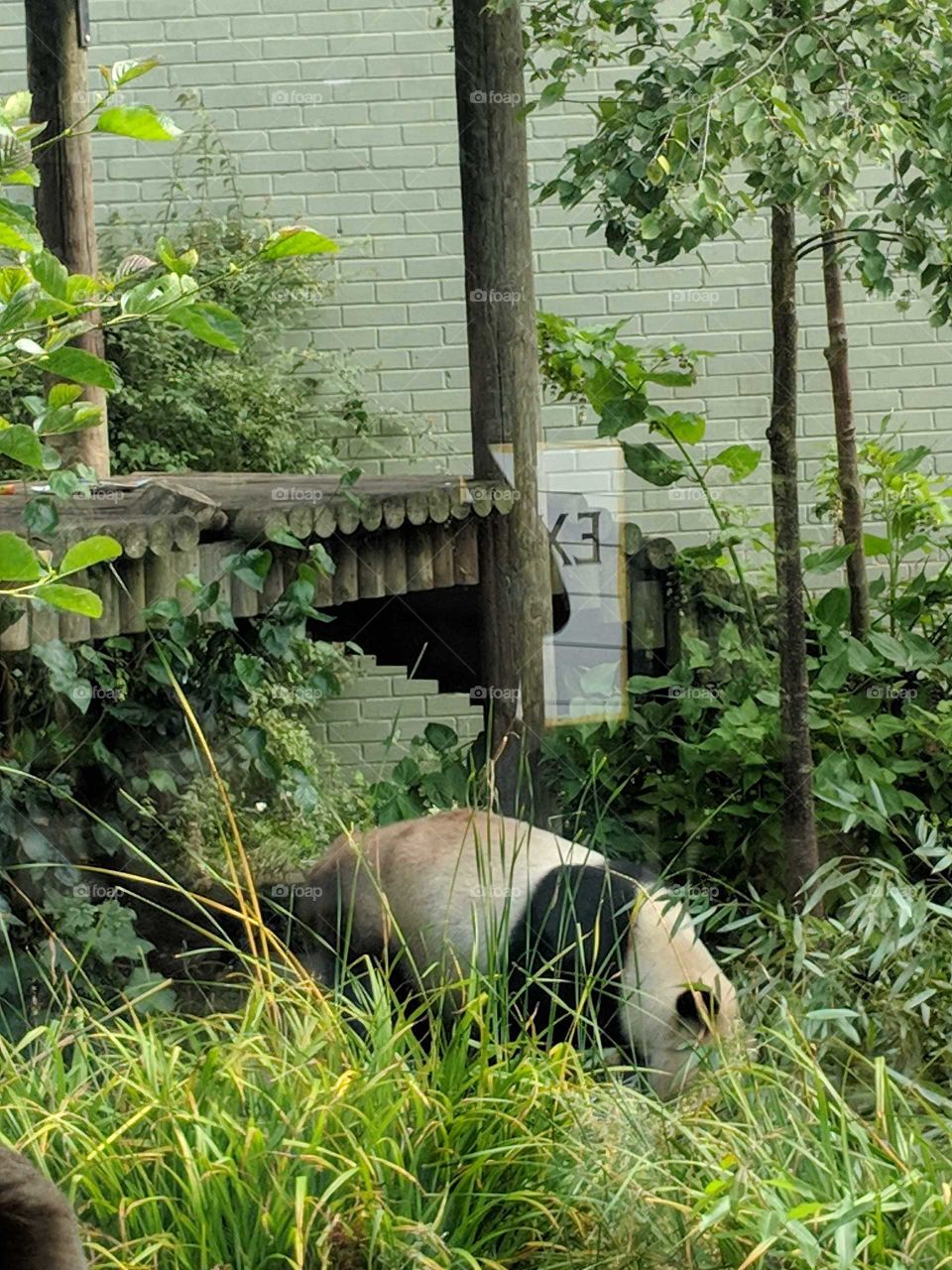 Giant Panda in Edinburgh Zoo