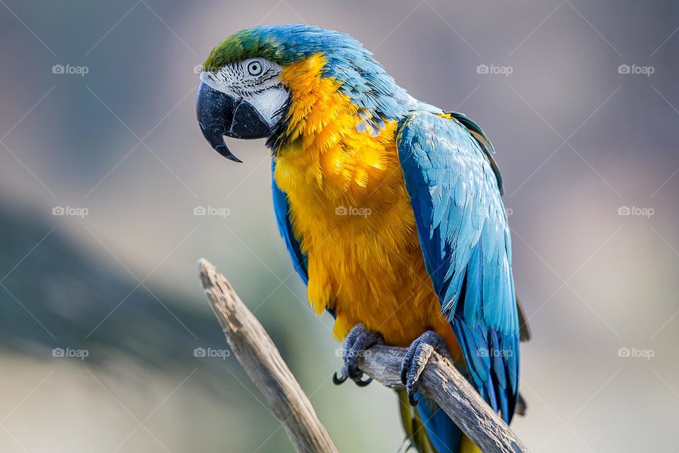 The macaw's expressive eyes and lively behavior might also convey a sense of curiosity and intelligence. Its presence in a lush, natural setting can create a serene and enchanting atmosphere, making observers feel connected to the beauty of nature.