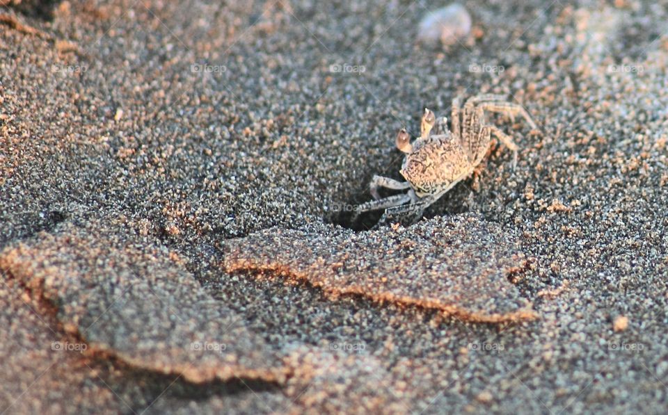 a little sand crab ready to hide