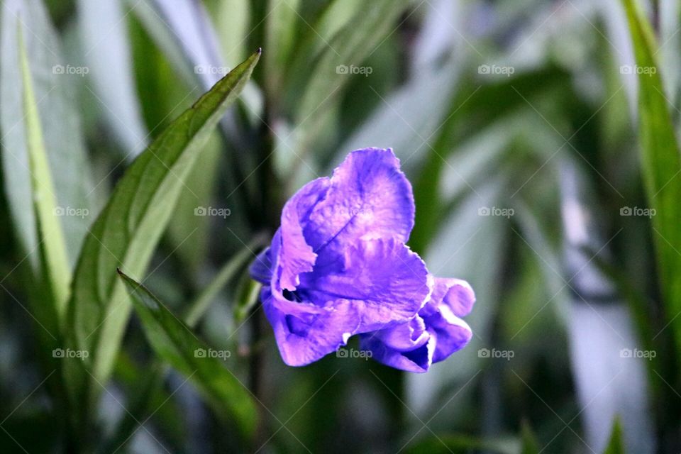 beautiful violet flower macro shot photo buddha petal image