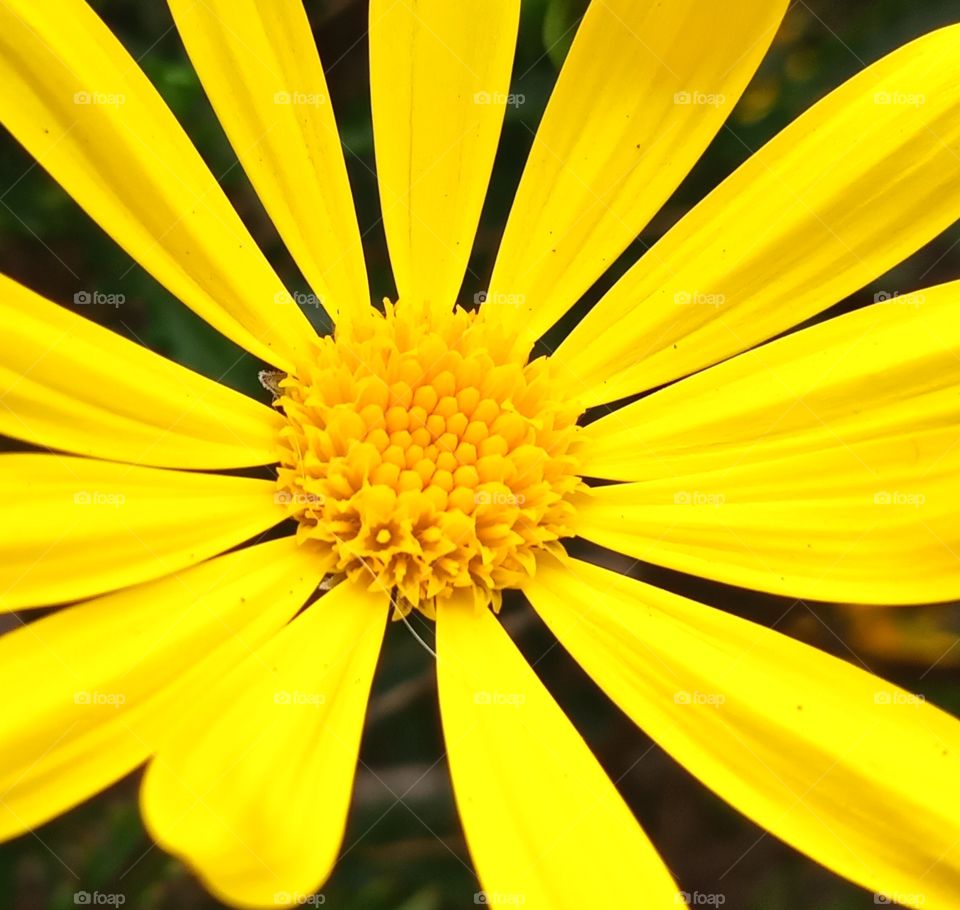 a bright yellow sunflower blossoming in the outdoors