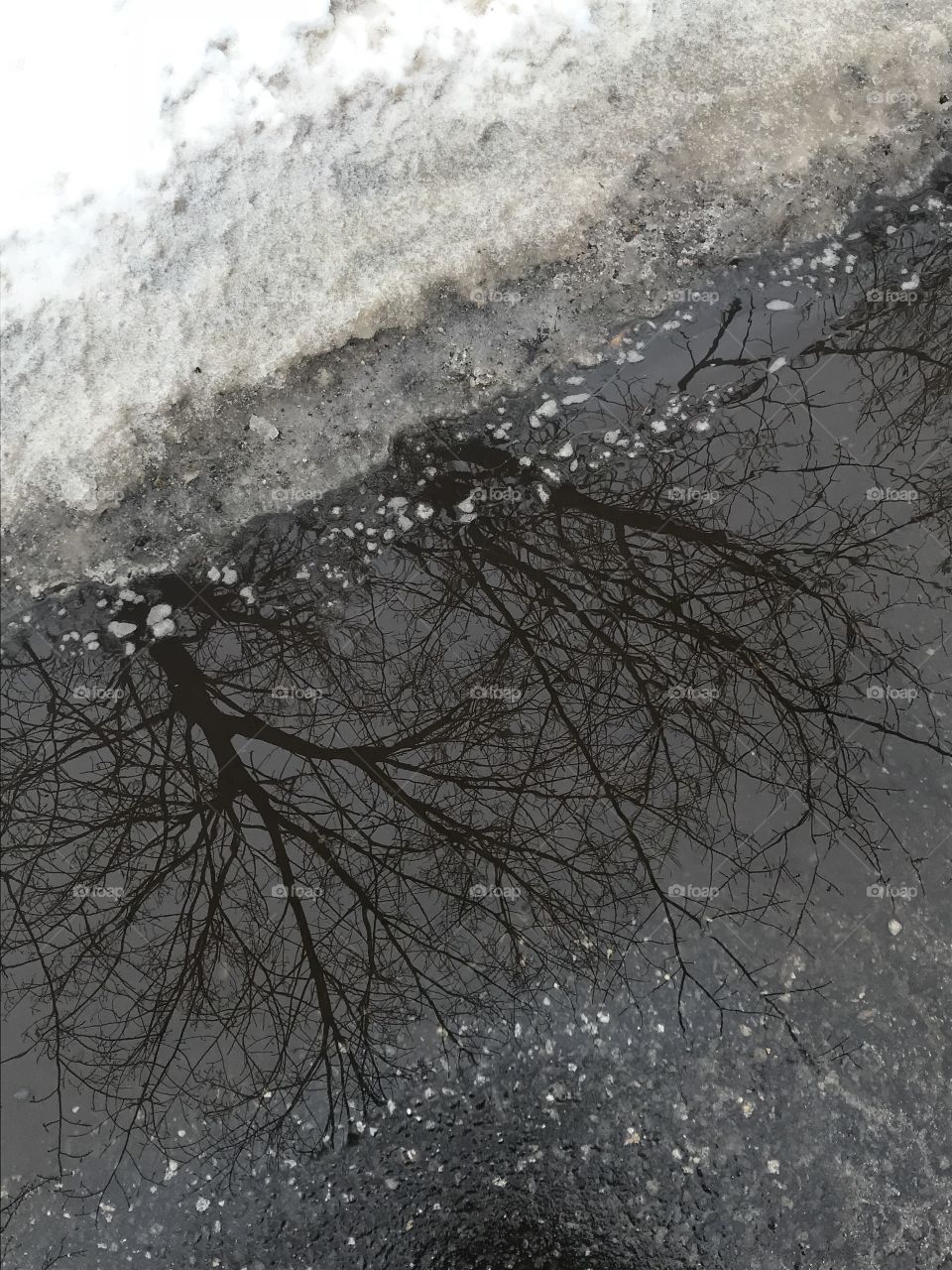 Pair of trees in winter reflected in a puddle as it snows. 