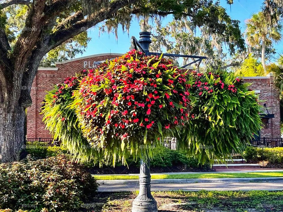 A very large hanging basket plant display with ferns and red impatiens flowers along a city street as part of a beautification project.