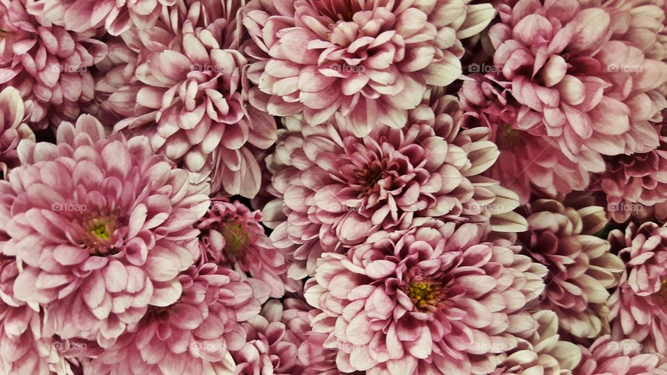 Chrysanthemums