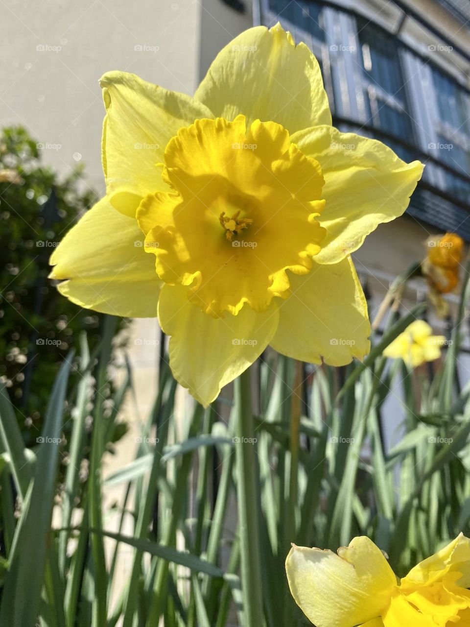 Flower in the city