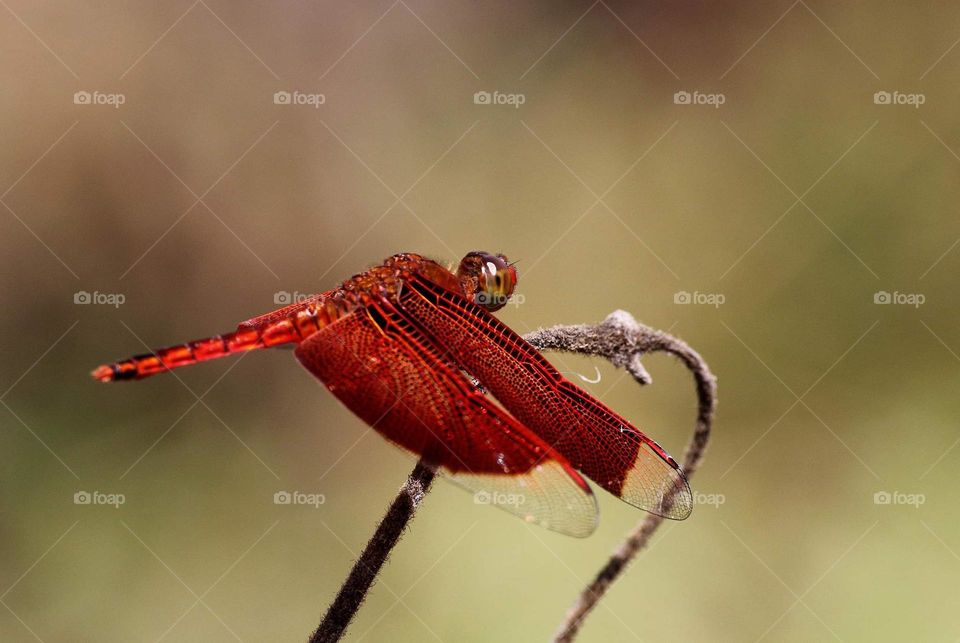 Indonesian red - winged Dragonfly. Species of Neurothemis fluctuans. Body colour's red -blooding . From the head of its, wings, thorax, until the completed segment of its. Habitat of swamp to the kind of fish pound, or just aside of river forest .