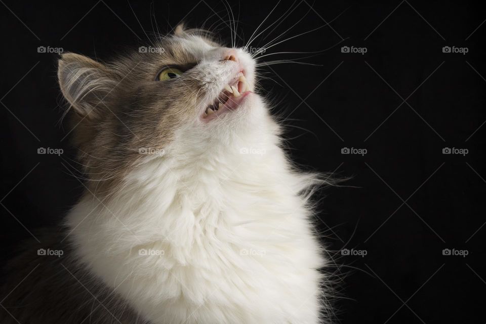 Close up portrait of angry cat on black background