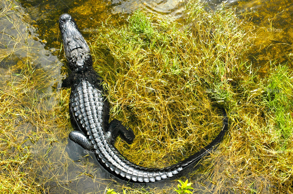 crocodile gras swamp florida by shotmaker