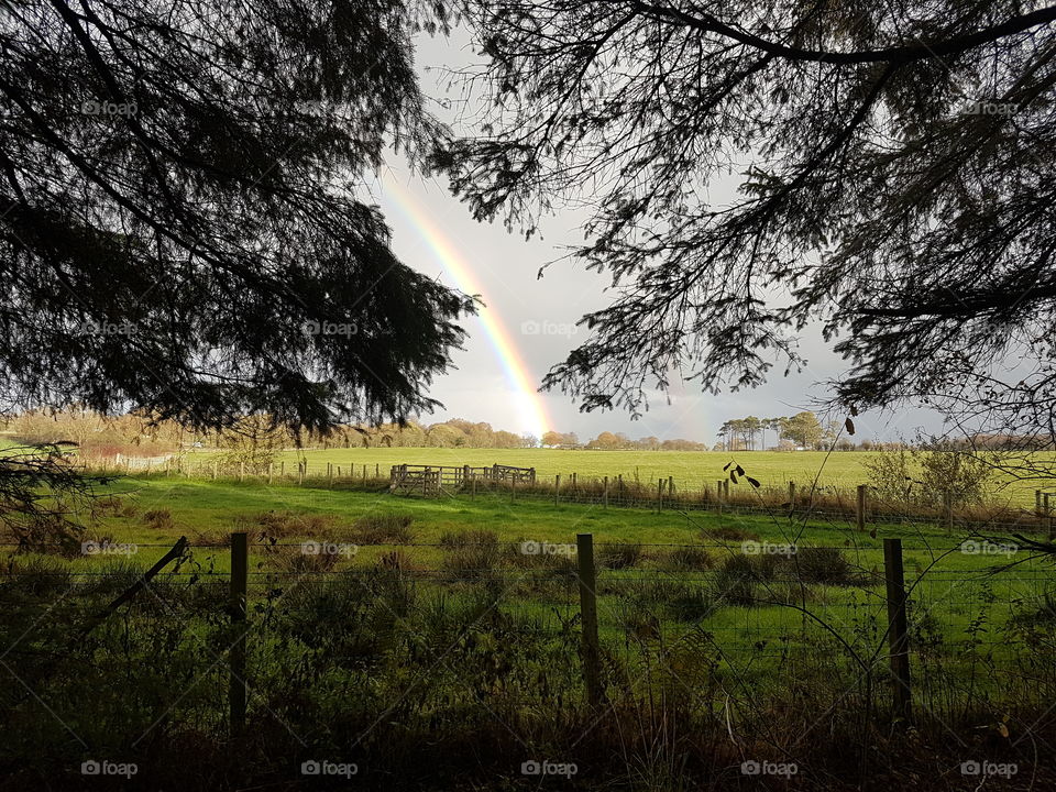 seen rainbow walking through woods