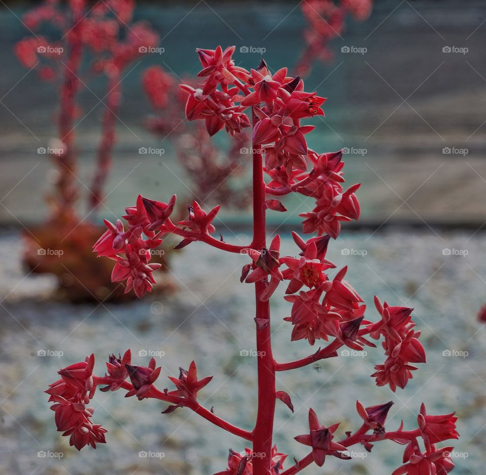 Close-up of flower plant