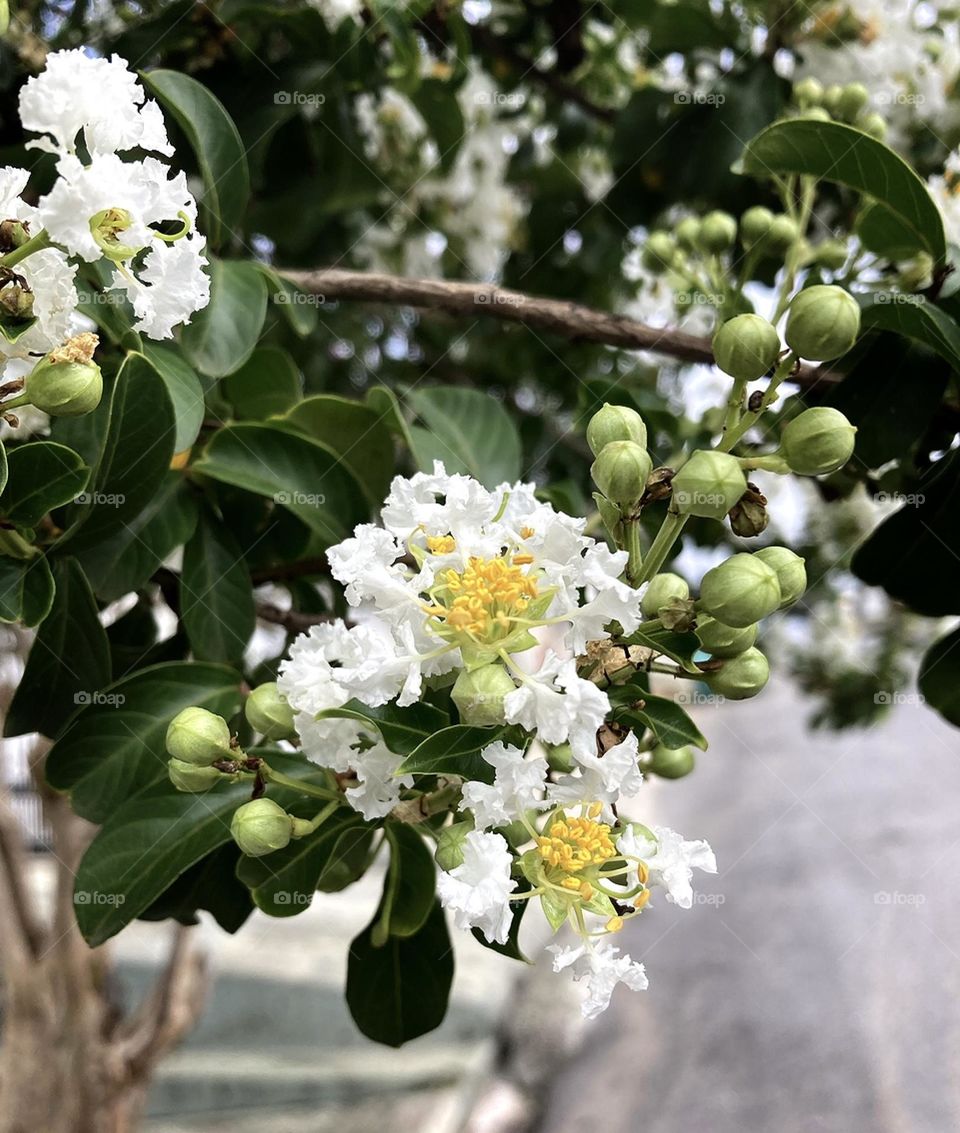 🌹 🇺🇸 Very beautiful flowers to brighten our day.  Live nature and its beauty. Did you like the delicate petals? / 🇧🇷 Flores muito bonitas para alegrar nosso dia. Viva a natureza e sua beleza. Gostaram das pétalas delicadas? 