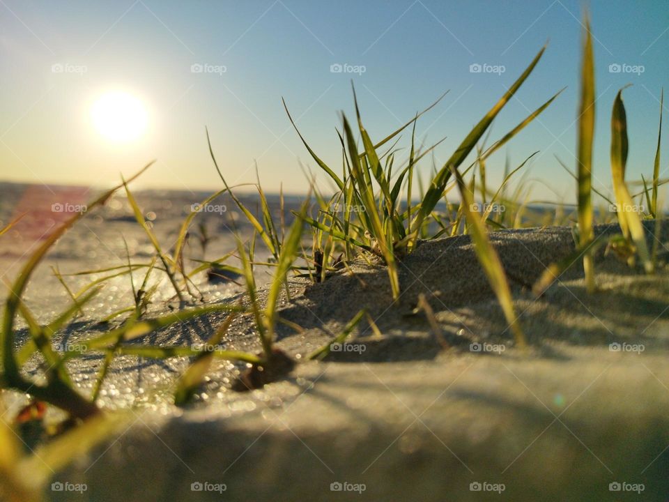 Sand and herbs