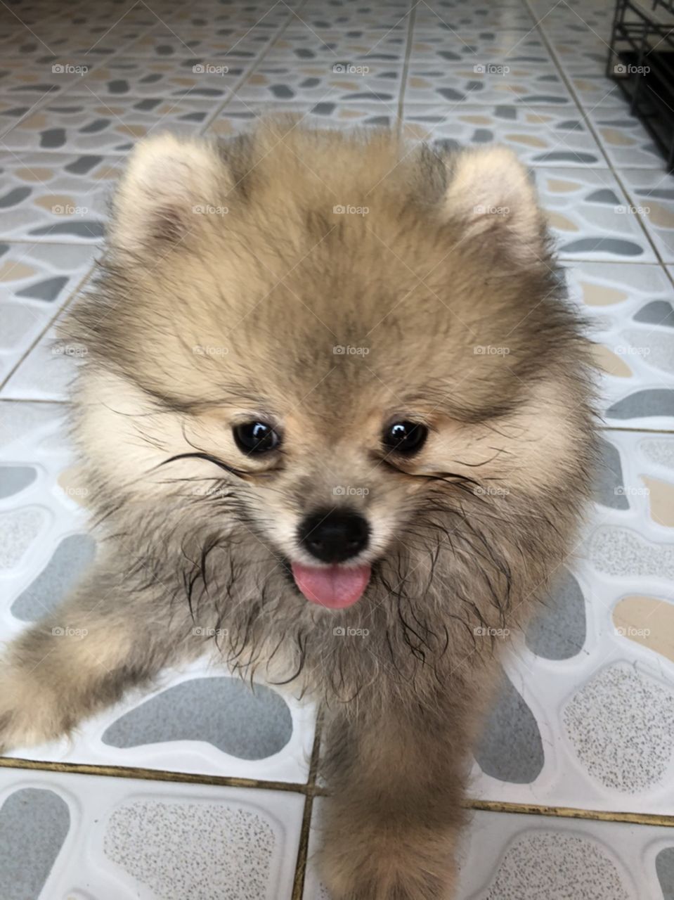 different manner of lovely puppy "pomeranian"