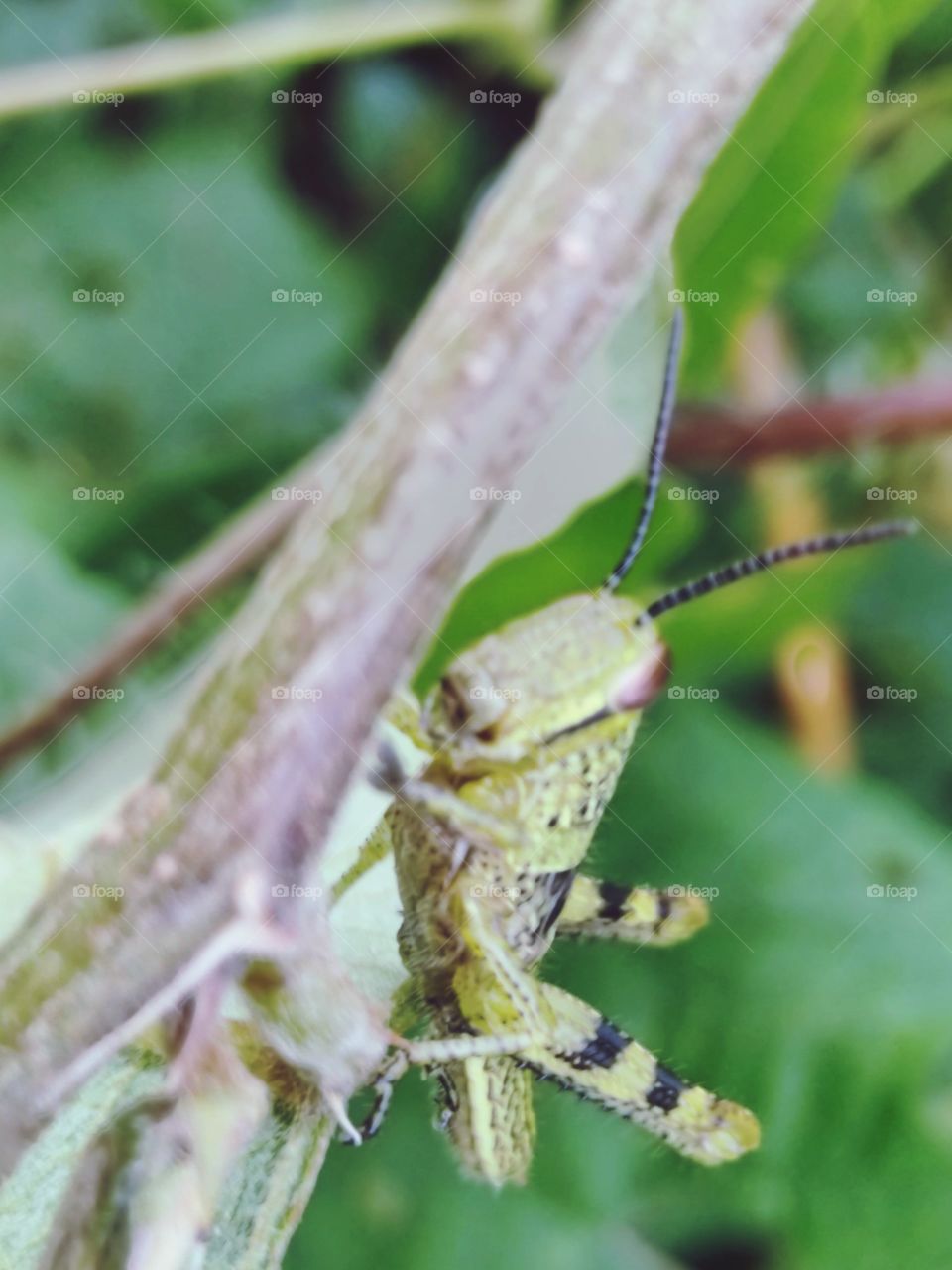 Grasshopper