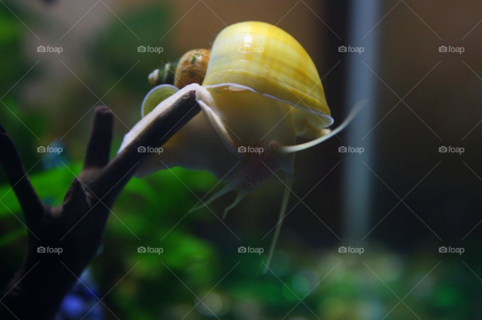 aquatic snail looks like an alien