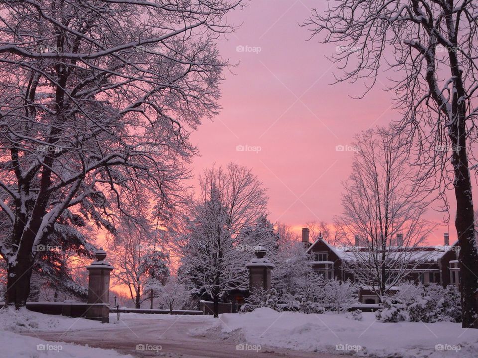 Winter pink