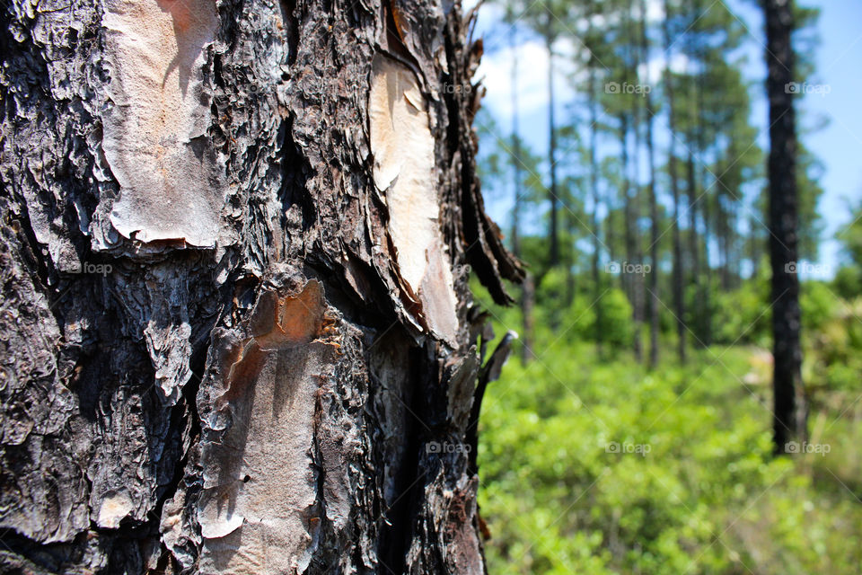 Can't see the forest for the tree