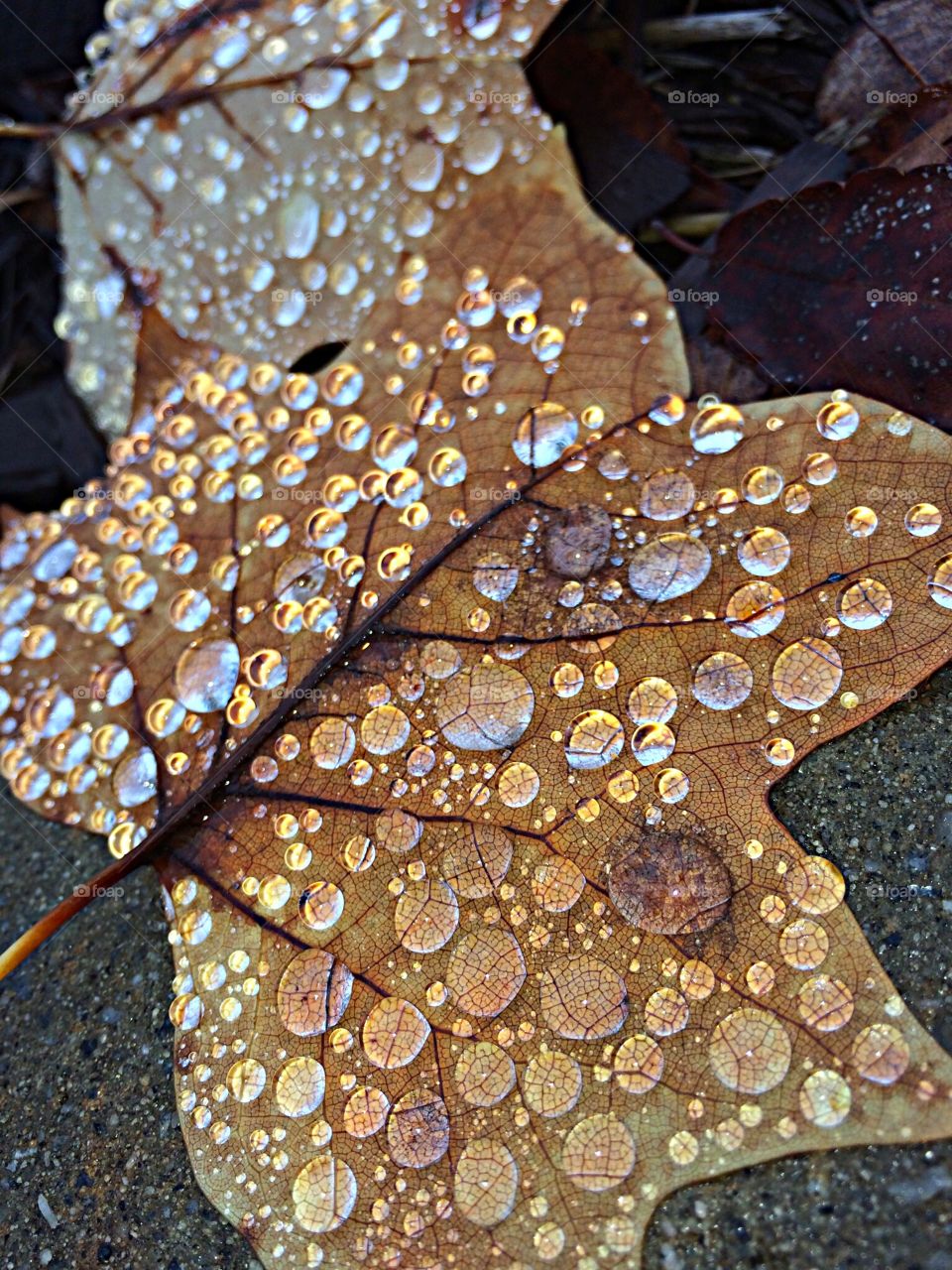 Waterdrop on leaf